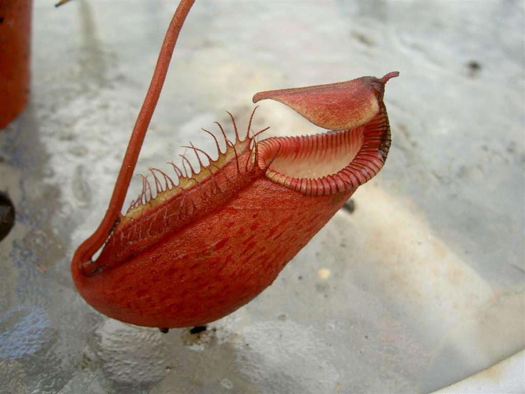 Nepenthes diatas